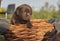 Portrait of a brown Labrador Puppy