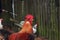 Portrait of brown Leghorn rooster and hen near wooden fence