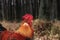 Portrait of brown Leghorn rooster near forest