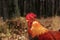 Portrait of brown Leghorn rooster near forest