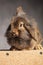 Portrait of a brown lion head rabbit bunny sitting