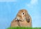 Portrait of a brown lop eared bunny rabbit in green grass