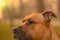 Portrait of a brown male dog mixed breed with dark nose and drooping ears looks in the left. Pet waiting the owner concept.