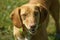 Portrait of a brown mongrel dog with honey coloured eyes