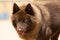 Portrait of a brown Pomsky with blue eyes playing outdoors