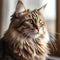 Portrait of a brown Ragamuffin cat sitting in a light room beside a window. Closeup face of a beautiful Ragamuffin cat at home.