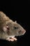 Portrait of a brown rat. Rodent isolated on a black background for cutting out. agouti mouse