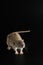 Portrait of a brown rat. Rodent isolated on a black background for cutting out. agouti mouse