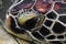 Portrait of brown sea turtle head swimming in te water pond in Bali, Indonesia