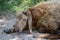 Portrait of a brown sheep