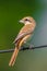 Portrait of Brown shrike(Lanius cristatus)