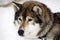 Portrait of a brown Siberian Husky