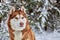 Portrait brown Siberian Husky dog on the background of the winter snowy forest.