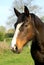 Portrait of a brown smily horse