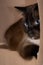 Portrait brown snowshoe cat lying on the shelf with