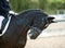 Portrait of brown sports horse with a bridle and rider hand in a white glove holding a leash