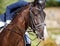 Portrait of brown sports horse with a bridle and a rider riding on it