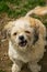 Portrait of a brown and white fluffy Maltipoo dog