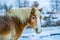 Portrait of brown and white haflinger horse