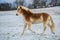 Portrait of brown and white haflinger horse on a winter day