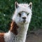 Portrait of brown and white Llama