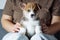 Portrait of brown white puppy of welsh pembroke corgi standing with raised ear, posing on legs of unrecognizable woman.