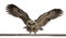 Portrait of Brown Wood Owl, Strix leptogrammica, flying in front of white background