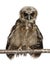 Portrait of Brown Wood Owl, Strix leptogrammica, perching in front of white background