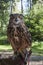 Portrait of Bubo bubo - Eurasian Eagle Owl