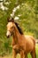 Portrait of buckskin foal, the horse with halter stands in the forest. Autumn sun