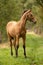 Portrait of buckskin foal, the horse with halter stands in the forest. Autumn sun