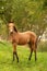 Portrait of buckskin foal, the horse with halter stands in the forest. Autumn sun