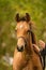 Portrait of buckskin foal, the horse with halter stands in the forest. Autumn sun