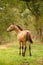 Portrait of buckskin foal, the horse with halter stands in the forest. Seen from behind. Autumn sun