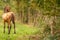 Portrait of buckskin foal, the horse with halter stands in the forest. Seen from behind. Autumn sun