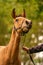 Portrait of buckskin foal, the horse with looks funny, in the forest. Autumn sun