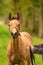 Portrait of buckskin foal, the horse with looks funny, in the forest. Autumn sun