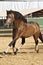 Portrait of a buckskin spanish stallion horse trotting on long rope