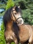 Portrait of buckskin welsh pony