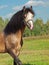 Portrait of buckskin welsh pony in field