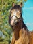 Portrait of buckskin welsh pony in paddock