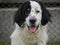 Portrait of Bucovina Shepherd Dog