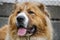 Portrait of Bucovina Shepherd Dog