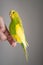 Portrait of a budgerigar parakeet in profile sitting, perched on a finger