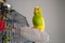 Portrait of a budgerigar parakeet sitting on a cuttlefish bone placed on the side of her cage