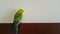 Portrait of a budgie. The parrot is in the house. White and brown background