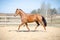 Portrait of budyonny horse trotting in paddock