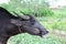 Portrait of a buffalo