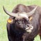 Portrait of a buffalo with beautiful and large horns close up. R