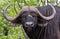 Portrait of buffalo bull